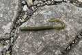 Ridge worms -  green pumpkin
