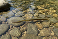 Beaver tail worm -  green pumpkin