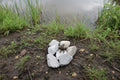Ballerin - mud puppy