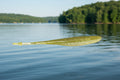 Shaker shad - Kentucky Lake Fire