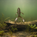Creepy crawler - mudpuppy