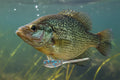 Crappie King - Snowflake